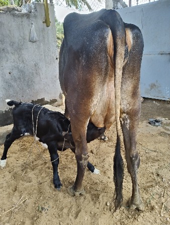 ગાય વેચવાની છે