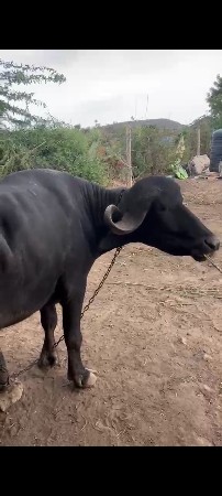ઠાલી ખડી. ફૂલ. હેવી