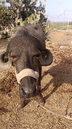 બેરાજા