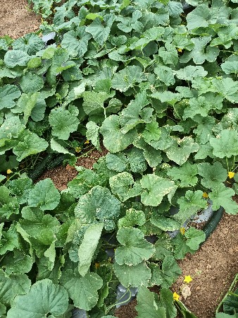 macha