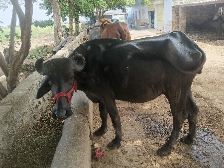 ભેસપેલૂવેતર વેસવાની છે