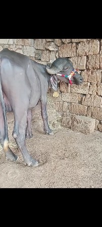 આ પાડો વેચવાનો છે