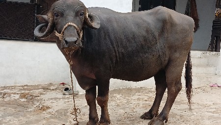 ખડેલી વેચવાની છે