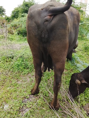 ભેંસ વેચવા ની છે