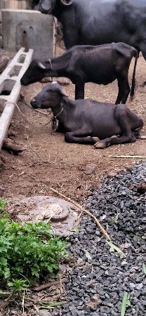 પાડા