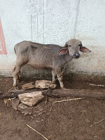 પાડી