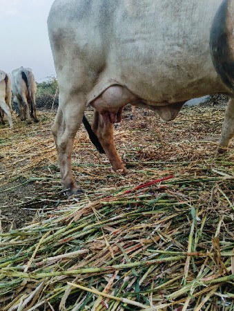 ર.   ગાયવેસવાનીસે