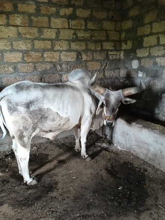 બળદ વેશવાનો છે