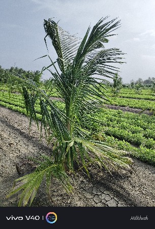 નારિયેળીના રોપા વેચવાના છે
