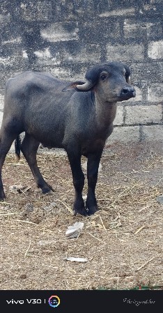 વેચવાનો છે