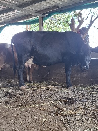 ગાય વેચવાની છે