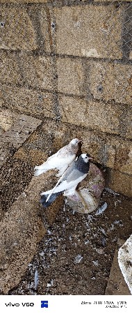 ફાઉટર પઠા વેચવાના છે