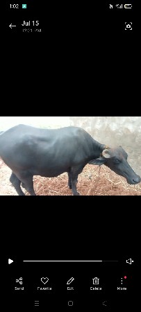 bhesh vechavani