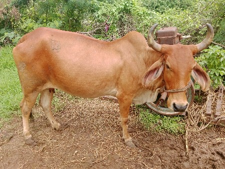 ગાય વેચવાની છે