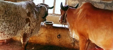 બેગીરહોઙકાવેશવાનાછે