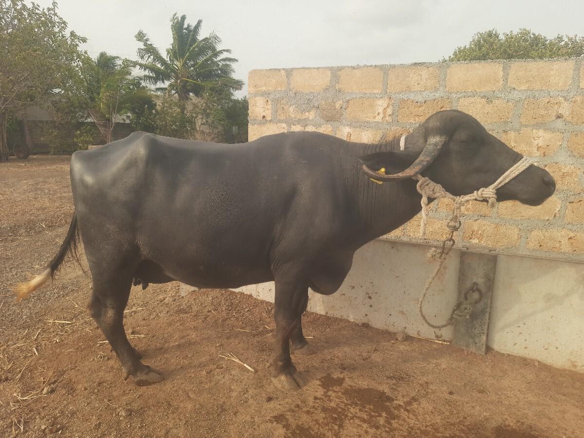 ભેંસ વેચવાની છે