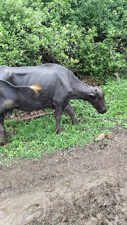 ભેંસ વેચવાની છે