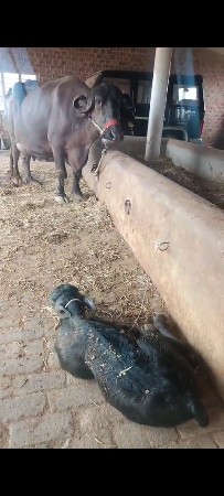 બીજુ વેતર છે