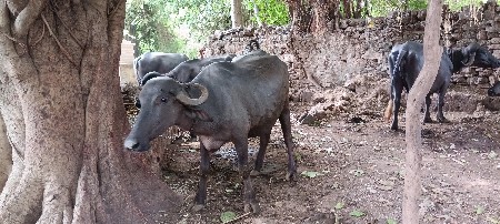 1 વેતર ખડેલિ વેશવાની સે 
80000