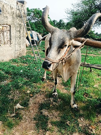 બળદ વેચવાનું છે