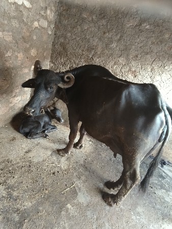વેચવાની છે