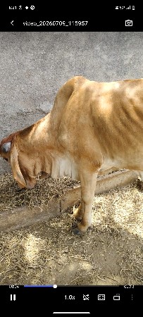 3 વાછડી વેચવાની છે