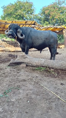 પાડો વેચવાનો છે