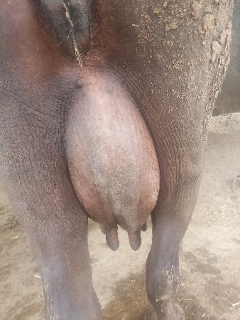 ભેશ વેશવાનીછે
