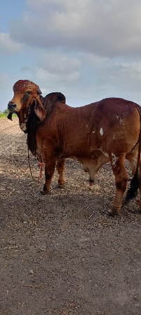 gie bull