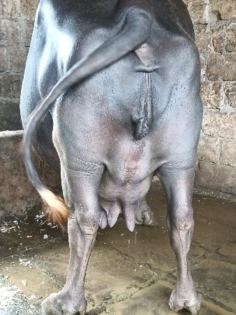 ભેંસ વેચવાની છે