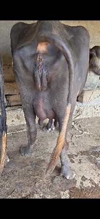 વેચવાની છે