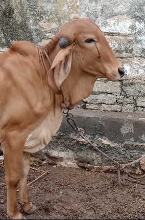 ઓરિજનલ ગીર વાછડી વેચવા ની છે