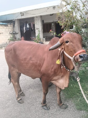 ગીર હોડકી