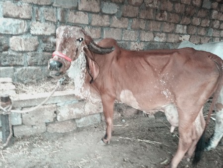 કાબરી ગીર ગાય દેવાની છે