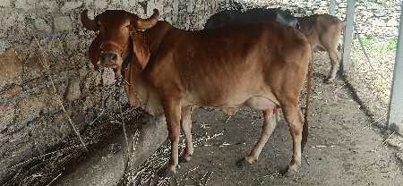 ગાય