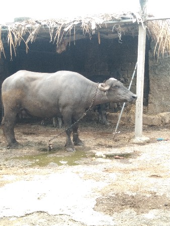 વેશ્વા ની સે