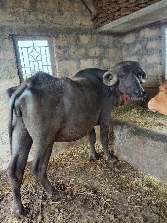 ઓરિજનલ