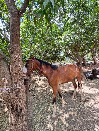 આ ઘોડી વેચવાની છે