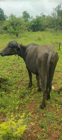 ખડેલી વેચવાની છે જાફરાબાદી