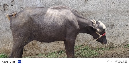બે પાડી