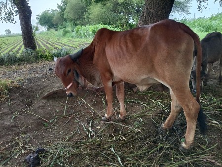 3 ની હોડકી વેસવાની છે