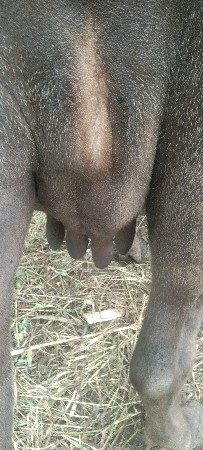 રાહુલ ભાઈ