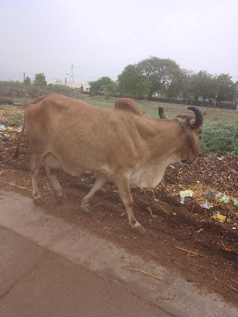 ગાય વેચવાની છે
