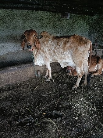ગાય વેષવા ની સેવાણેલ