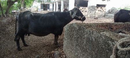 ભેંસ વેચવાની  છે