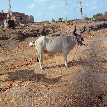 બણદ વેંચવા નાં છે