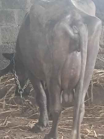 ભેશ વેચવા ની છે તીજુ વેતર