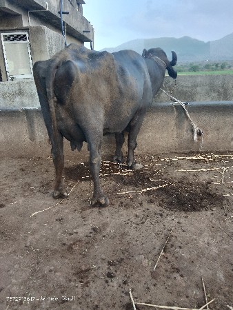 ભેંસ વેચવાની છે