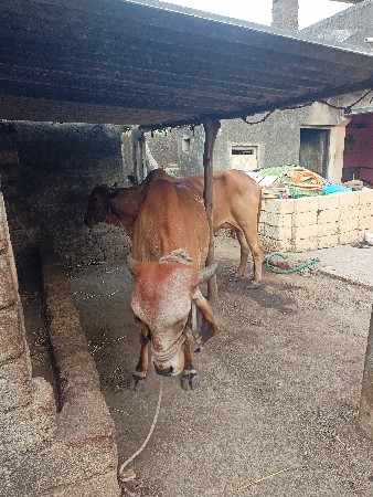 ગાય કાબરી વેચવાની છે