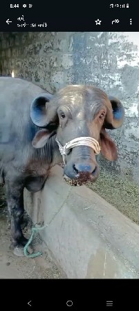 ભેંસ વેચવાની ઉ